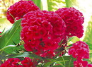 گل تاج خروس رشته‌ای